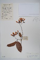 藏品(樟葉槭)的圖片