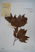藏品(吳茱萸五加)的圖片