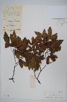 藏品(血皮槭)的圖片