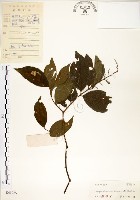 藏品(九芎)的圖片