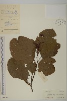 藏品(苦皮藤)的圖片