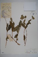 藏品(盤葉忍冬)的圖片