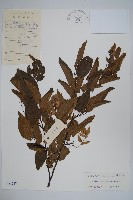 藏品(千筋樹)的圖片