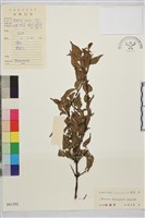 藏品(薄葉鼠李)的圖片