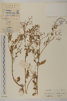 藏品(魚眼菊)的圖片