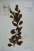 藏品(鼠李冬青、滿樹星)的圖片