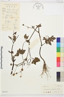 藏品(毛茛)的圖片