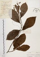 藏品(天料木)的圖片