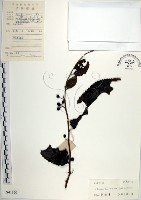 藏品(羅庚果)的圖片