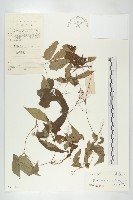 藏品(叉指葉栝樓)的圖片