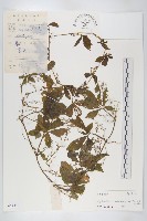 藏品(絞股藍)的圖片