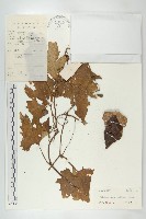 藏品(中華括樓)的圖片