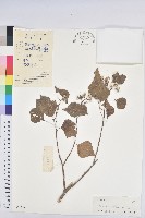 藏品(烏臼)的圖片