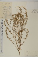 藏品(牡蒿)的圖片