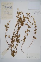 藏品(少毛白花莧)的圖片