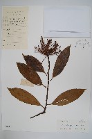 藏品(斜脈暗羅)的圖片