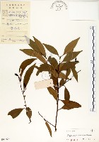 藏品(海南厚殼桂、土楠)的圖片