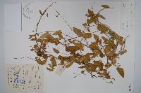 藏品(山白前)的圖片