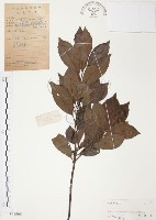 藏品(紅葉樹)的圖片