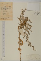 藏品(臭杏、土荊芥)的圖片