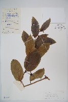 藏品(距花忍冬)的圖片