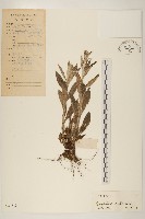 藏品(紅面番)的圖片