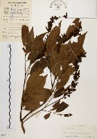藏品(黃杞)的圖片