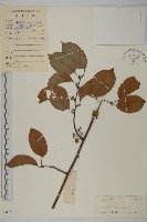 藏品(過山楓)的圖片