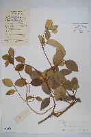 藏品(串珠子)的圖片