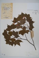 藏品(嶺南槭)的圖片