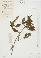 藏品(毛玉葉金花)的圖片