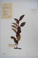 藏品(小葉獼猴桃)的圖片