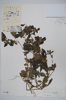 藏品(黃瓊草)的圖片