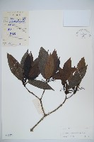 藏品(樟葉莢迷)的圖片