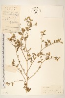 藏品(嶺南野菊)的圖片