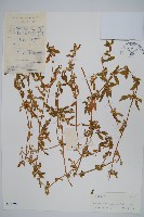 藏品(蓮子草)的圖片