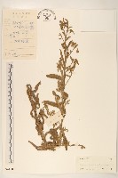 藏品(六角草)的圖片