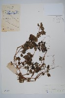 藏品(半柱花)的圖片