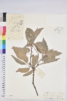 藏品(粗糠柴)的圖片