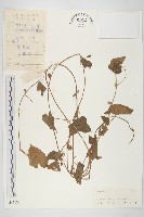 藏品(野牽牛)的圖片