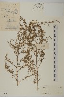 藏品(黃花蒿)的圖片