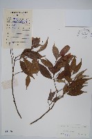 藏品(紅翅槭)的圖片