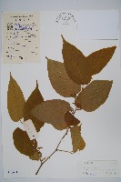 藏品(闊葉八角楓)的圖片