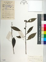 藏品(柘樹)的圖片