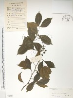 藏品(飛龍掌血)的圖片