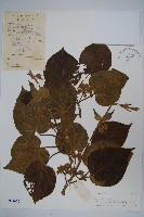 藏品(苦繩、貫筋藤)的圖片