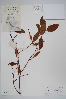 藏品(杜仲藤)的圖片