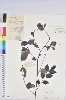 藏品(黑面神)的圖片