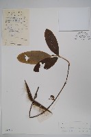 藏品(古鉤藤)的圖片