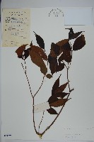 藏品(藍樹)的圖片